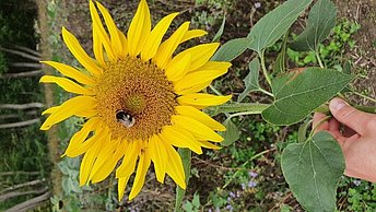 Sonnenblume
